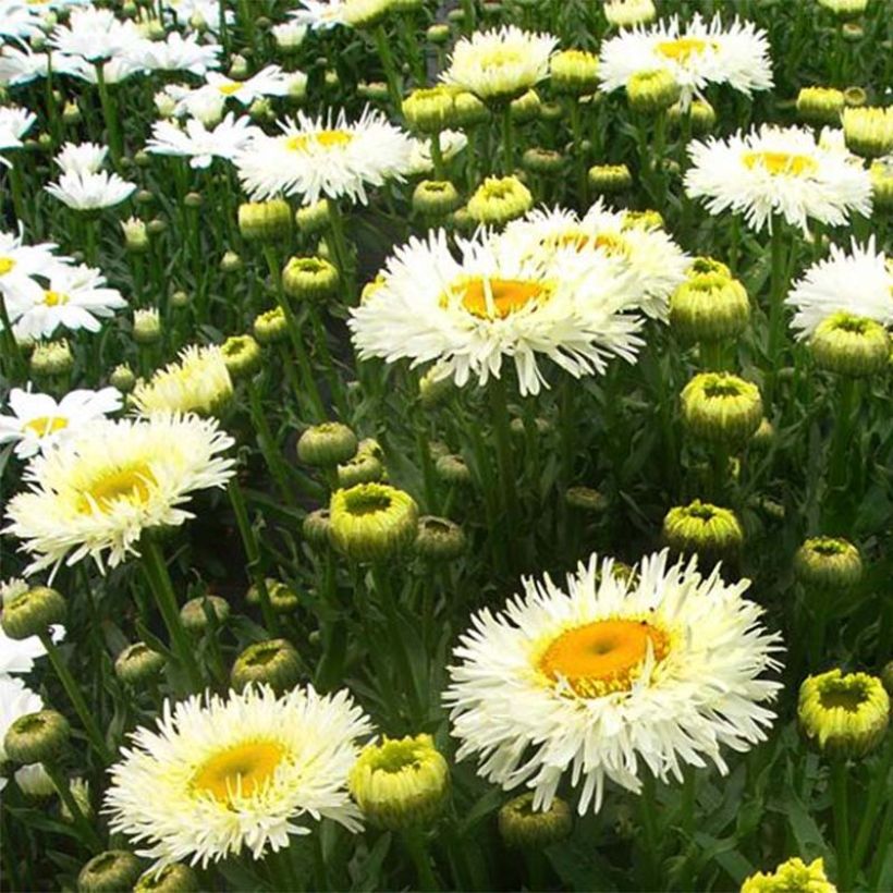 Margarita Reina Real Galaxy - Leucanthemum superbum (Floración)