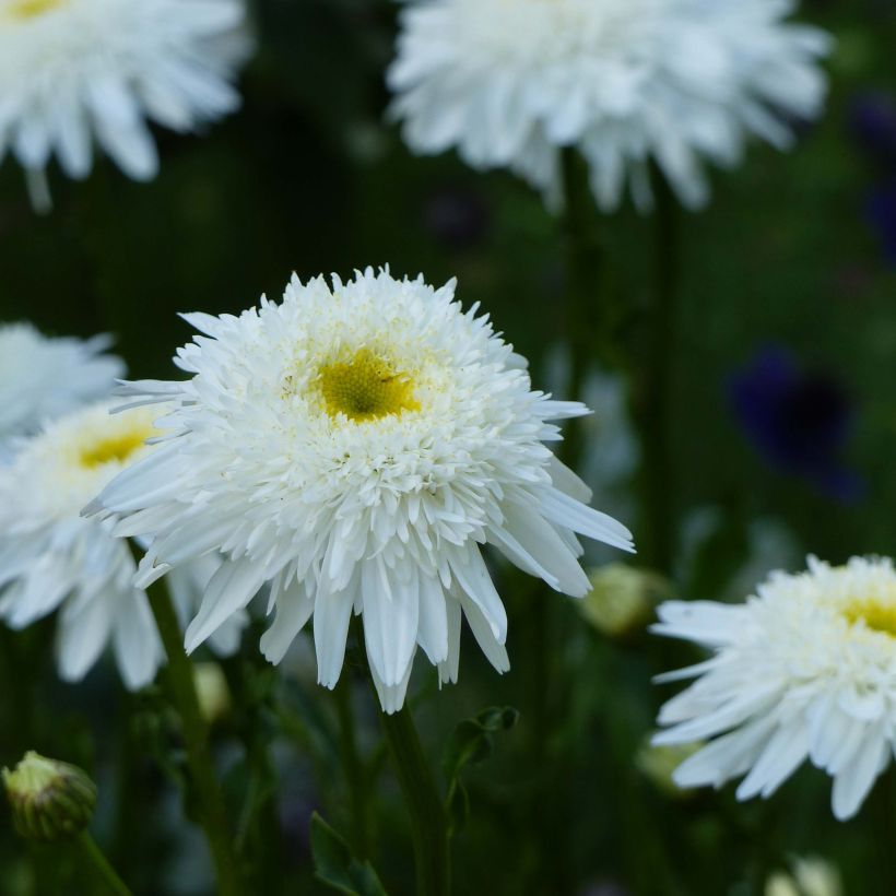 Margarita Reina Wirral Supreme - Leucanthemum superbum (Floración)