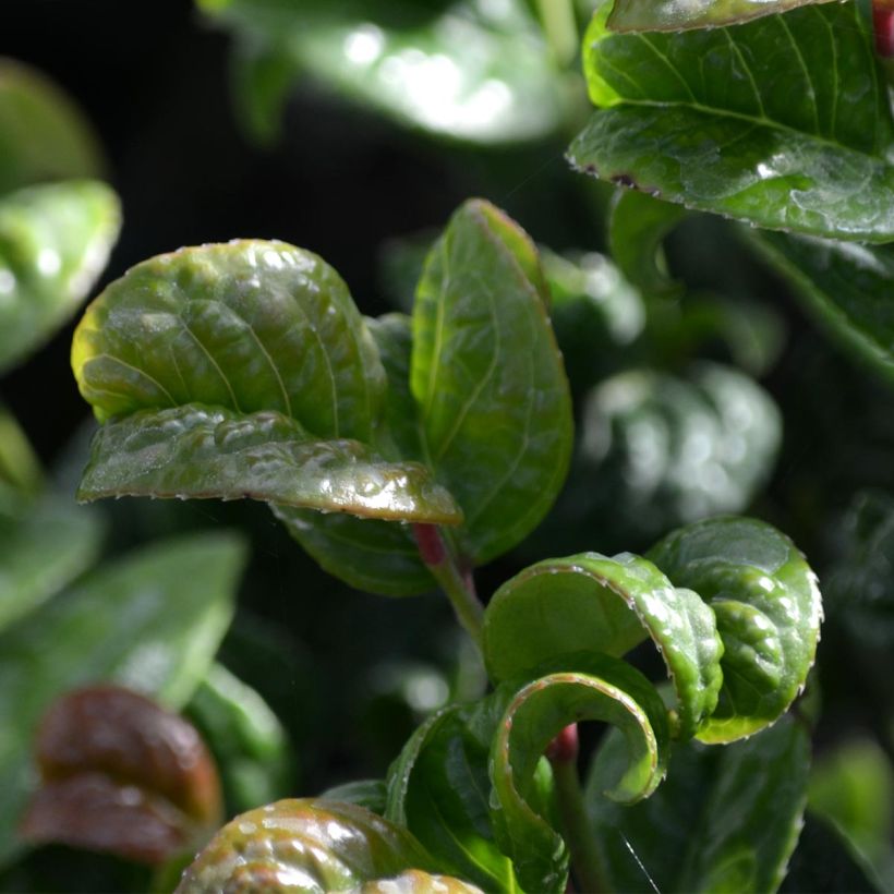 Leucothoe axillaris Curly Red (Follaje)