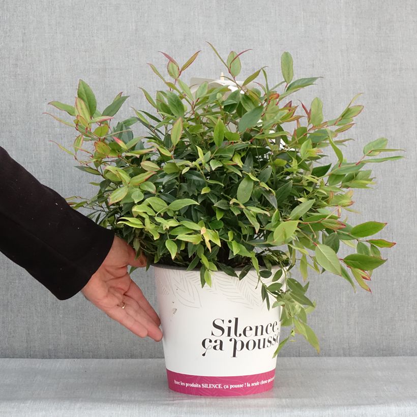 Leucothoe axillaris Red Lips - Leucothoé  - Pot de 4L/5L Ejemplar entregado en invierno