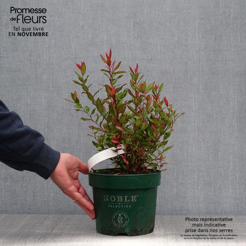 Ejemplar de Leucothoe fontanesiana Little Flames en pot de 2l/3l entregado en otoño