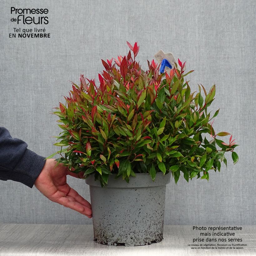 Ejemplar de Leucothoe fontanesiana Little Flames Pot de 4L/5L entregado en otoño