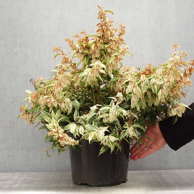 Leucothoe fontanesiana Makijaz en pot de 7,5l/10l Ejemplar entregado en la primavera