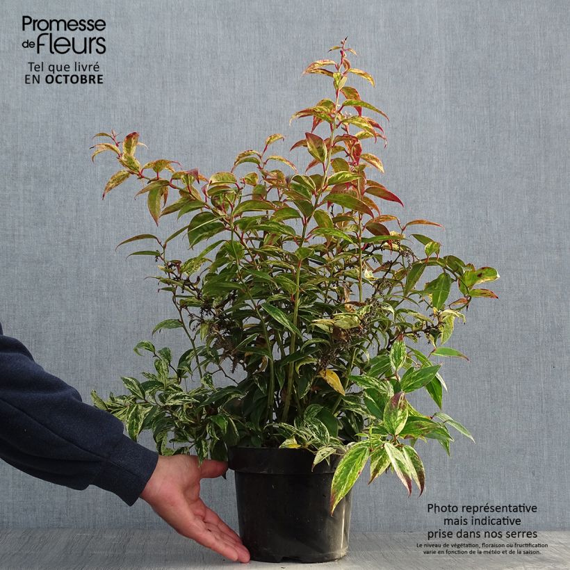 Ejemplar de Leucothoe fontanesiana Makijaz Pot de 3L/4L entregado en otoño