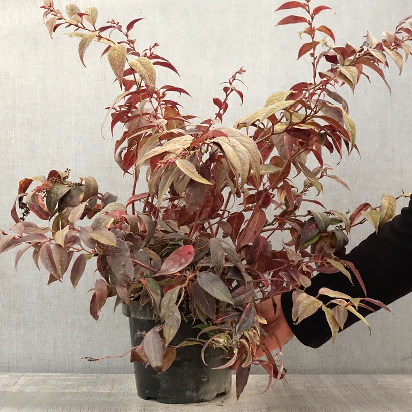 Ejemplar de Leucothoe fontanesiana Rainbow en pot de 7,5L/10L entregado en otoño