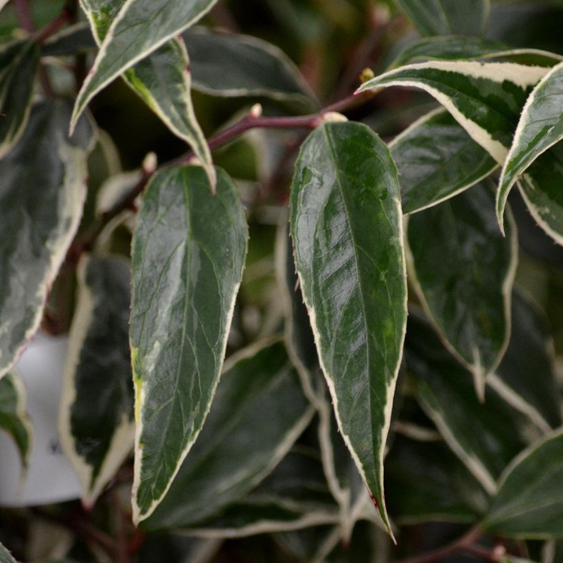 Leucothoe fontanesiana Whitewater (Follaje)