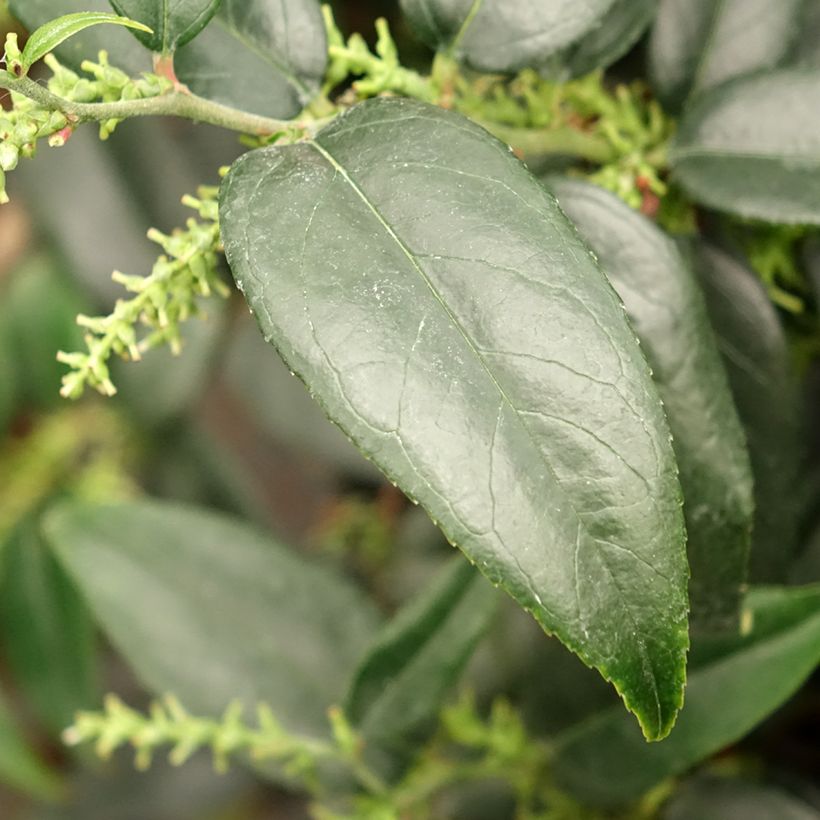 Leucothoe fontanesiana Dark Diamond (Follaje)