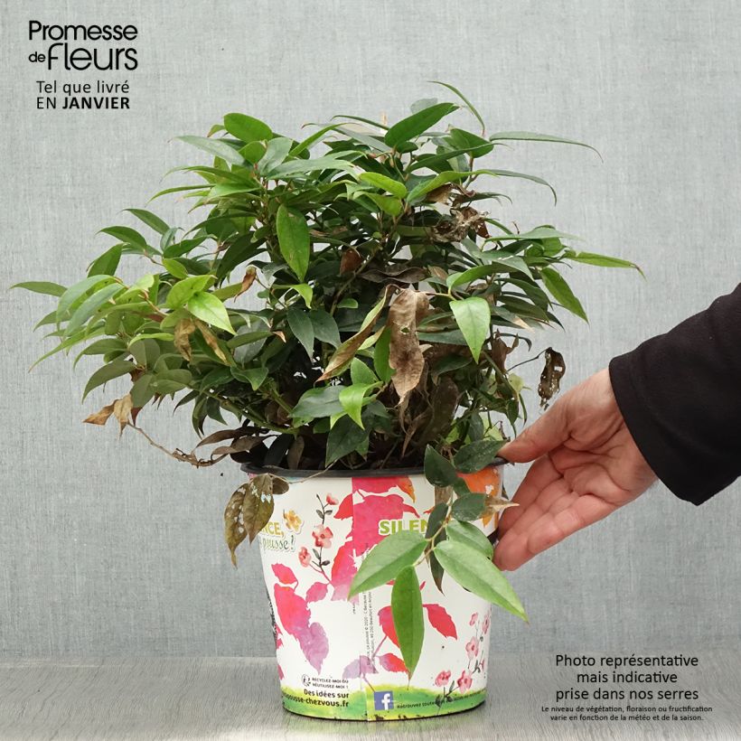 Leucothoe fontesiana Dark Diamond  - Pot de 4L/5L Ejemplar entregado en invierno