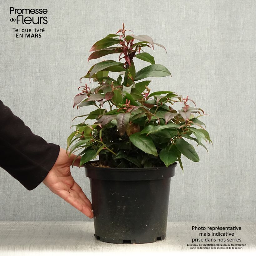 Leucothoe fontanesiana Dark Diamond Maceta 4L/5L Ejemplar entregado en la primavera