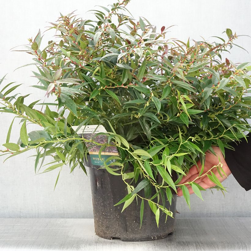 Leucothoe keiskei Burning Love Pot de 7,5L/10L Ejemplar entregado en la primavera