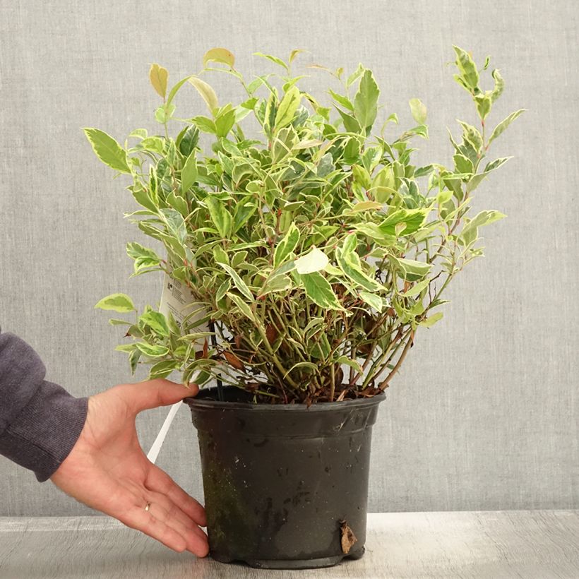 Ejemplar de Leucothoe walteri Firestar - Pot de 2L/3L entregado en otoño