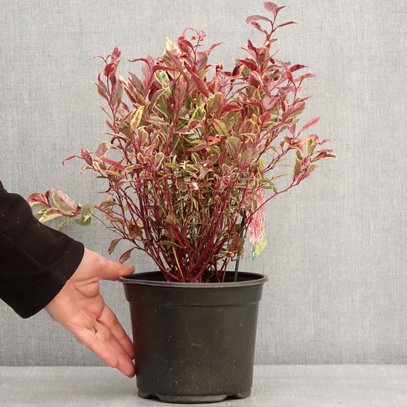 Leucothoe walteri Firestar - Pot de 2L/3L Ejemplar entregado en invierno