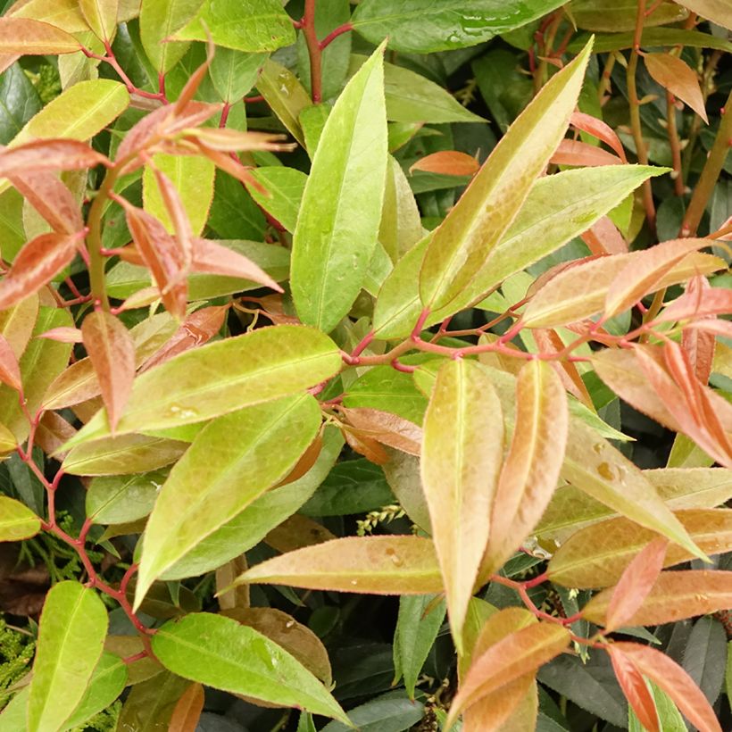 Leucothoe walteri Royal Ruby (Follaje)