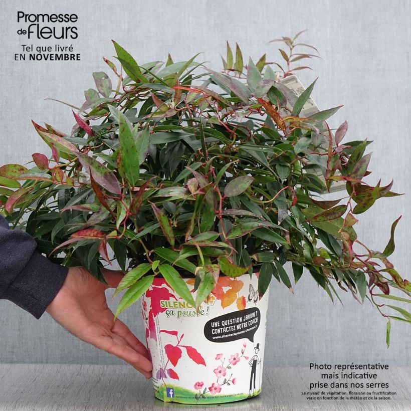 Ejemplar de Leucothoe walteri Royal Ruby Pot de 2L entregado en otoño