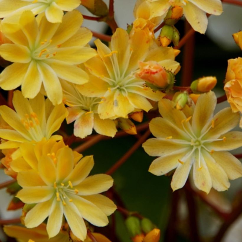 Lewisia cotyledon Golden Yellow (Floración)