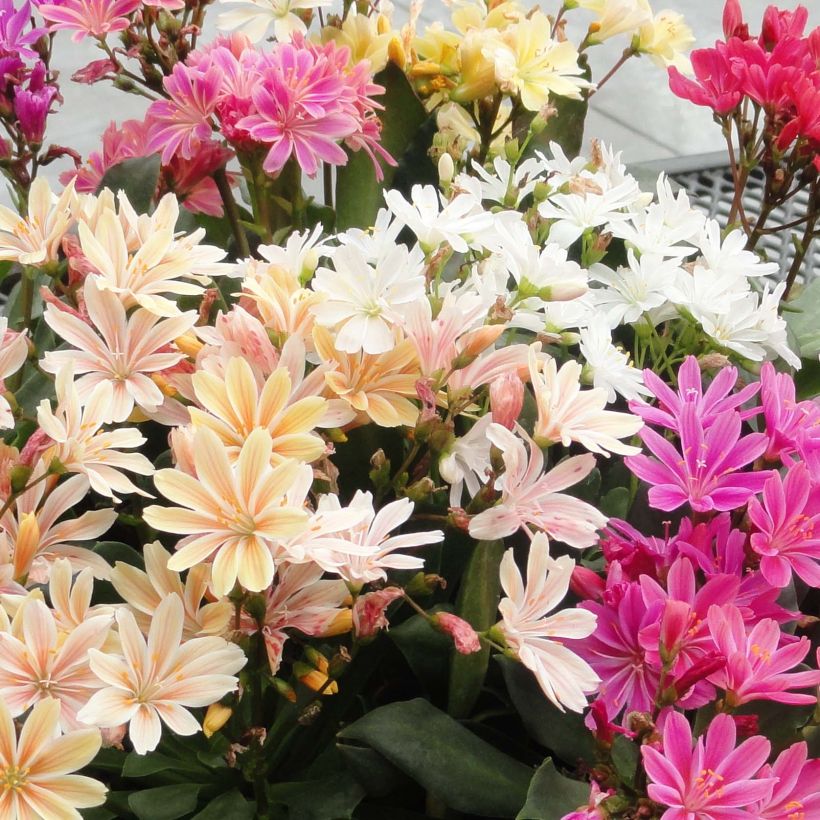 Lewisia cotyledon Elise Mix (Floración)