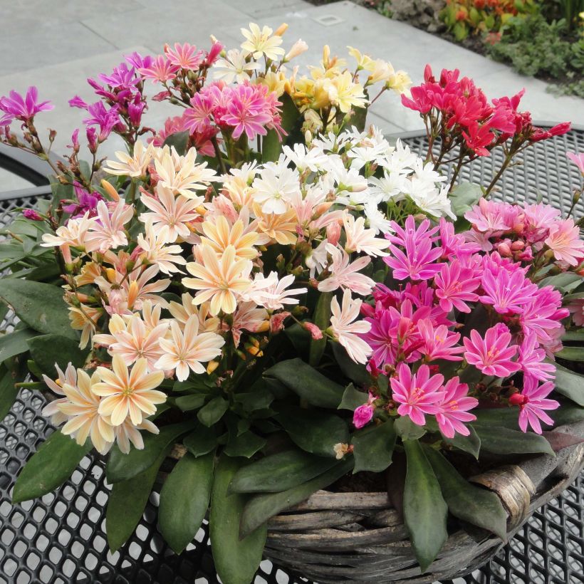 Lewisia cotyledon Elise Mix (Porte)