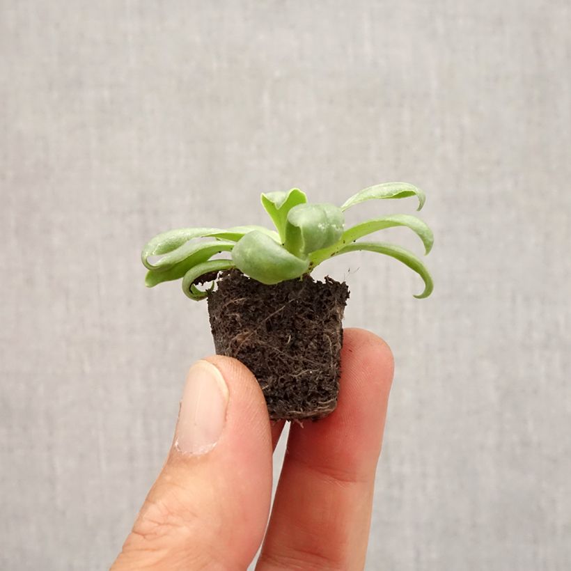 Ejemplar de Lewisia cotyledon Elise White Mini-motte 2,5 cm entregado en otoño