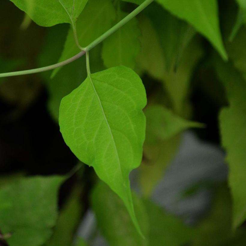 Leycesteria formosa Golden Lanterns - Madreselva del Himalaya (Follaje)