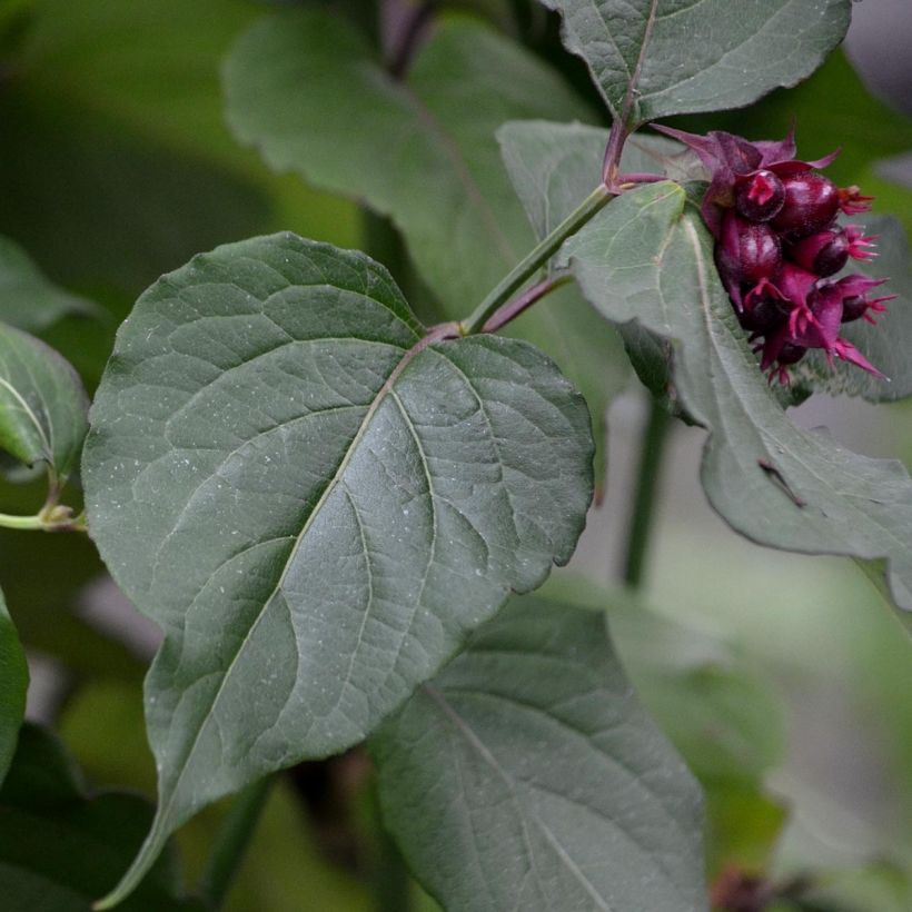 Leycesteria formosa Purple Rain - Madreselva del Himalaya (Follaje)