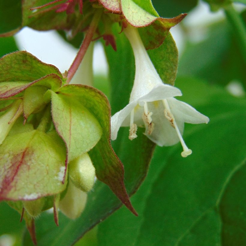 Leycesteria formosa Purple Rain - Madreselva del Himalaya (Floración)