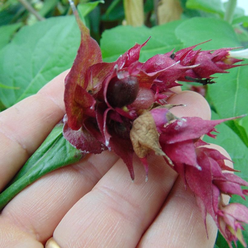 Leycesteria formosa Purple Rain - Madreselva del Himalaya (Cosecha)