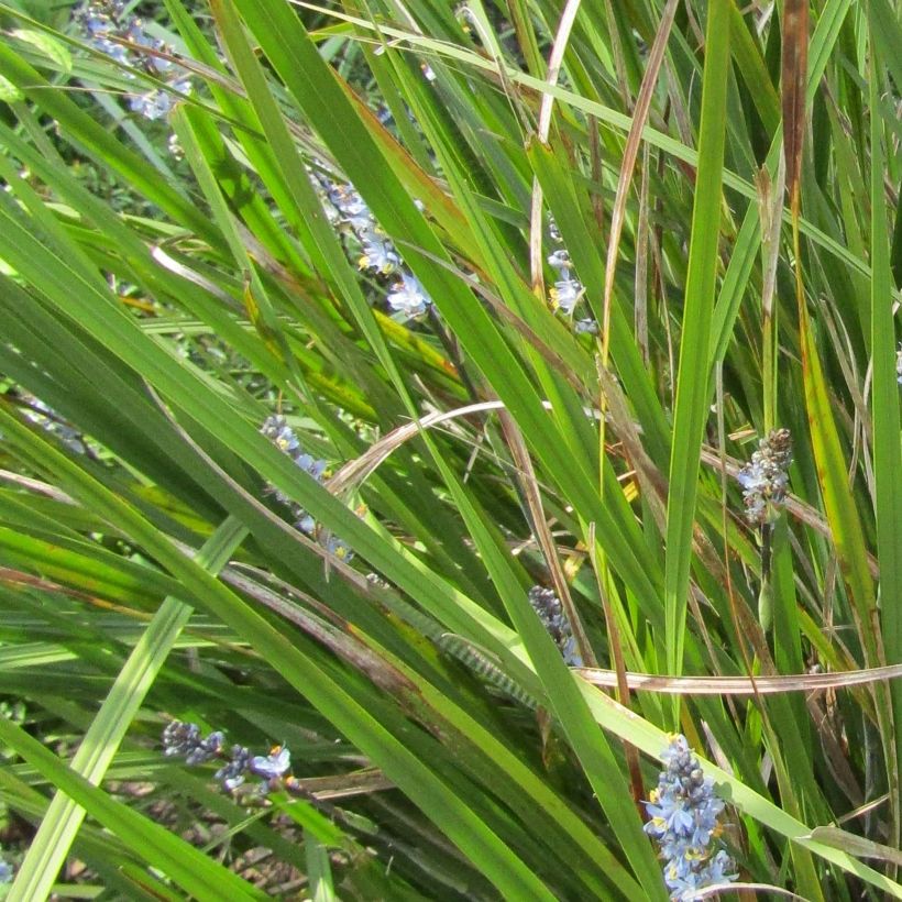 Libertia sessiliflora Caerulescens (Follaje)