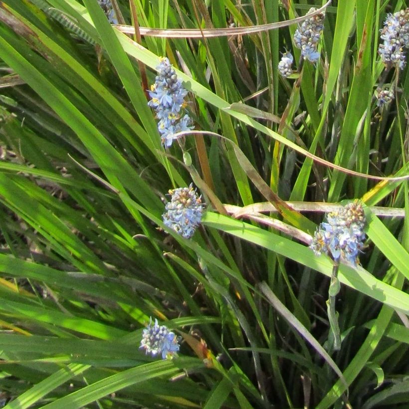 Libertia sessiliflora Caerulescens (Floración)