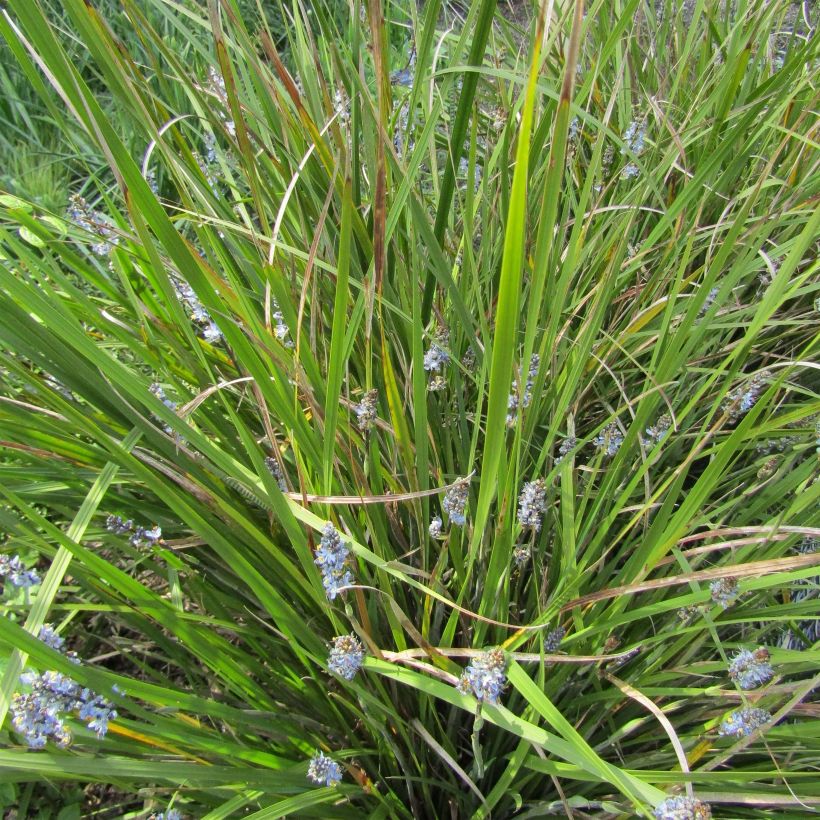 Libertia sessiliflora Caerulescens (Porte)