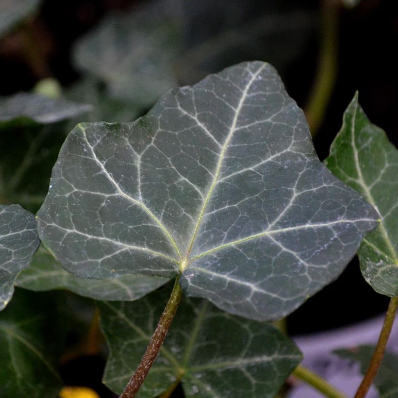 Hiedra irlandesa - Hedera hibernica (Follaje)