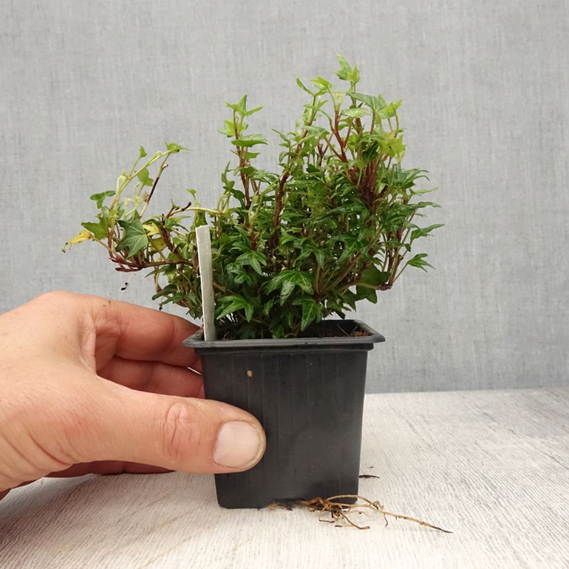 Lierre d'ornement - Hedera helix Dyinnii - Godet de 8/9 cm Ejemplar entregado en la primavera