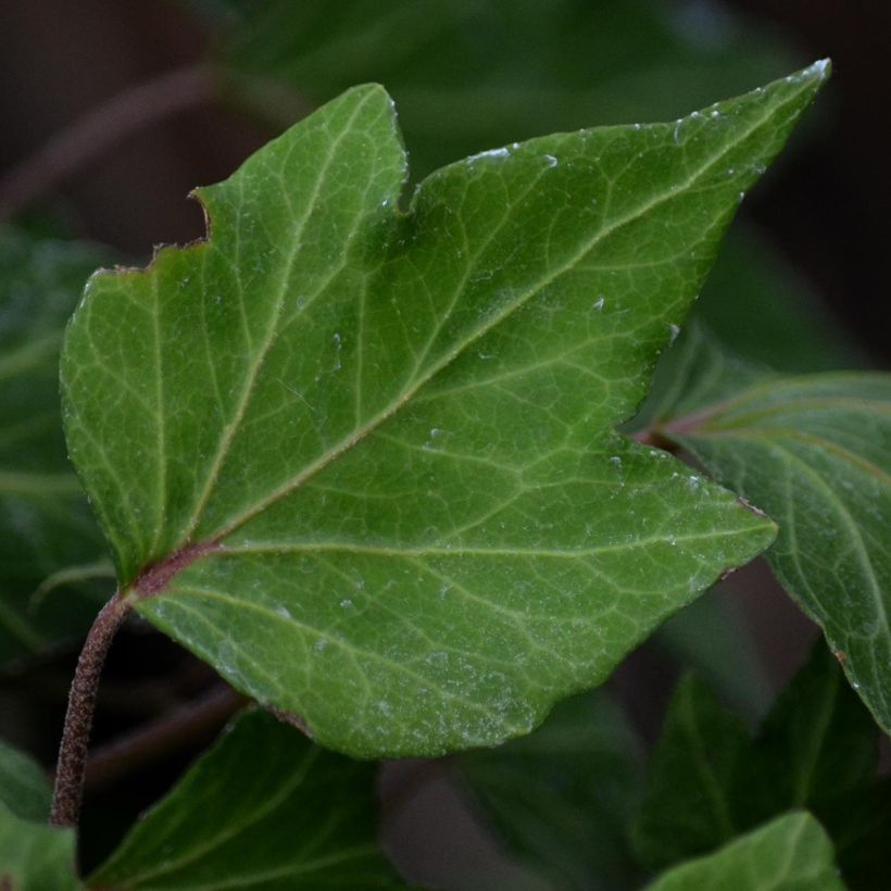 Hiedra Green Ripple (Follaje)