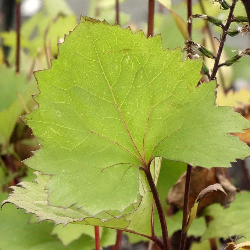 Ligularia stenocephala Little Rocket (Follaje)