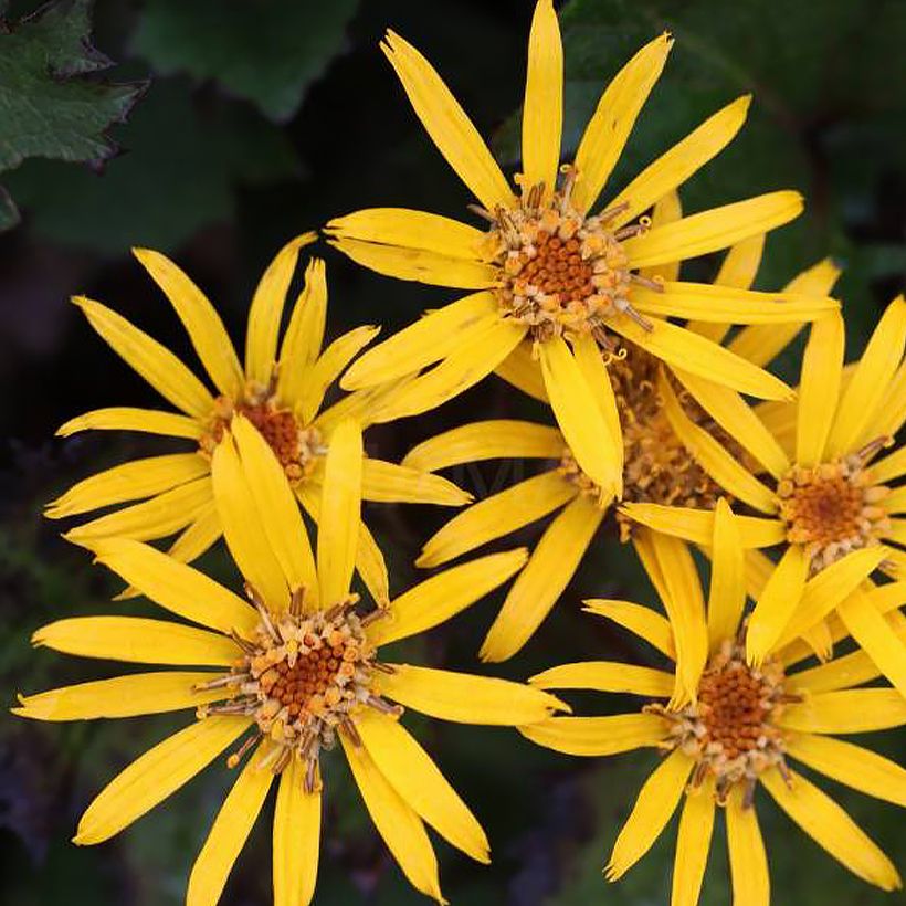 Ligularia dentata Little Golden Ray (Floración)