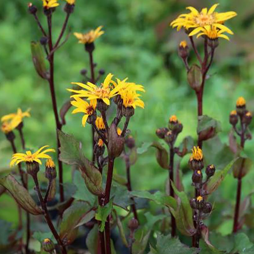 Ligularia dentata Little Golden Ray (Porte)