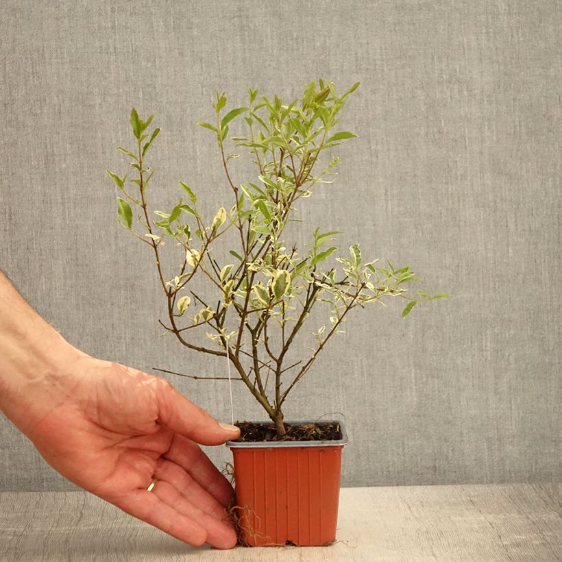 Ligustrum ibota Musli - Troène - Godet de 8/9 cm Ejemplar entregado en la primavera