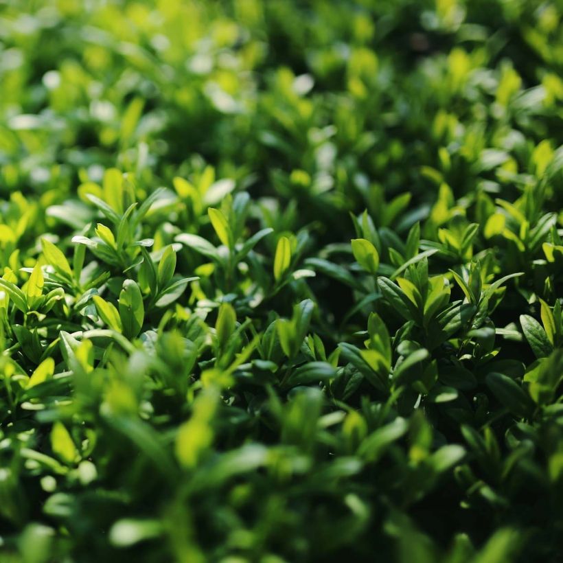 Aligustre del Japón Green Century - Ligustrum japonicum (Follaje)