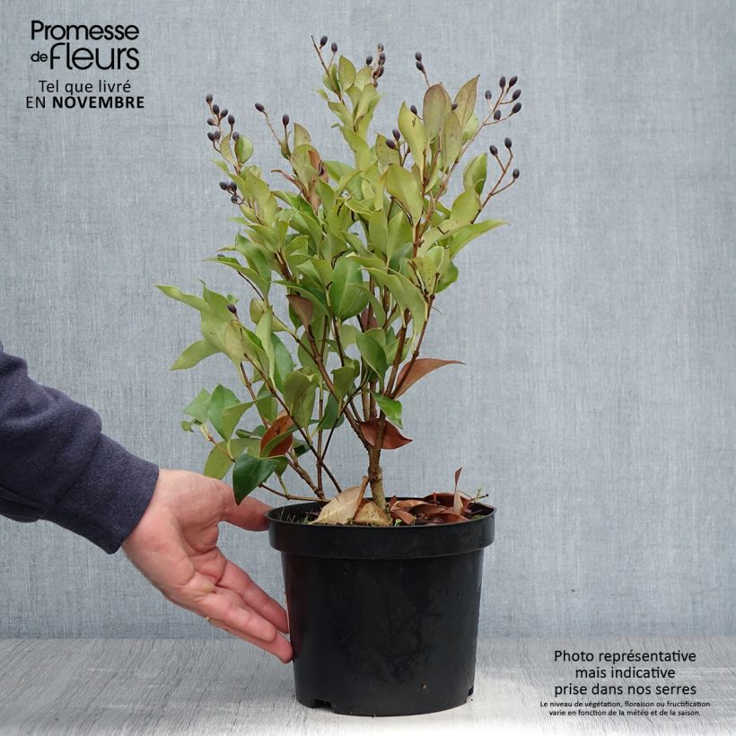 Ejemplar de Ligustrum japonicum Green Century - Troène du Japon Pot de 2L/3L entregado en otoño