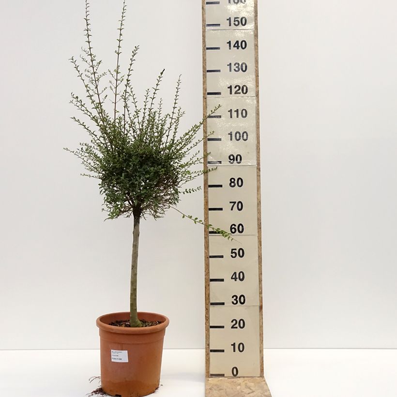 Ligustrum jonandrum - Aligustre jonandro Maceta 12L/15LAltura de entrega aprox. 70/+cm Ejemplar entregado en invierno