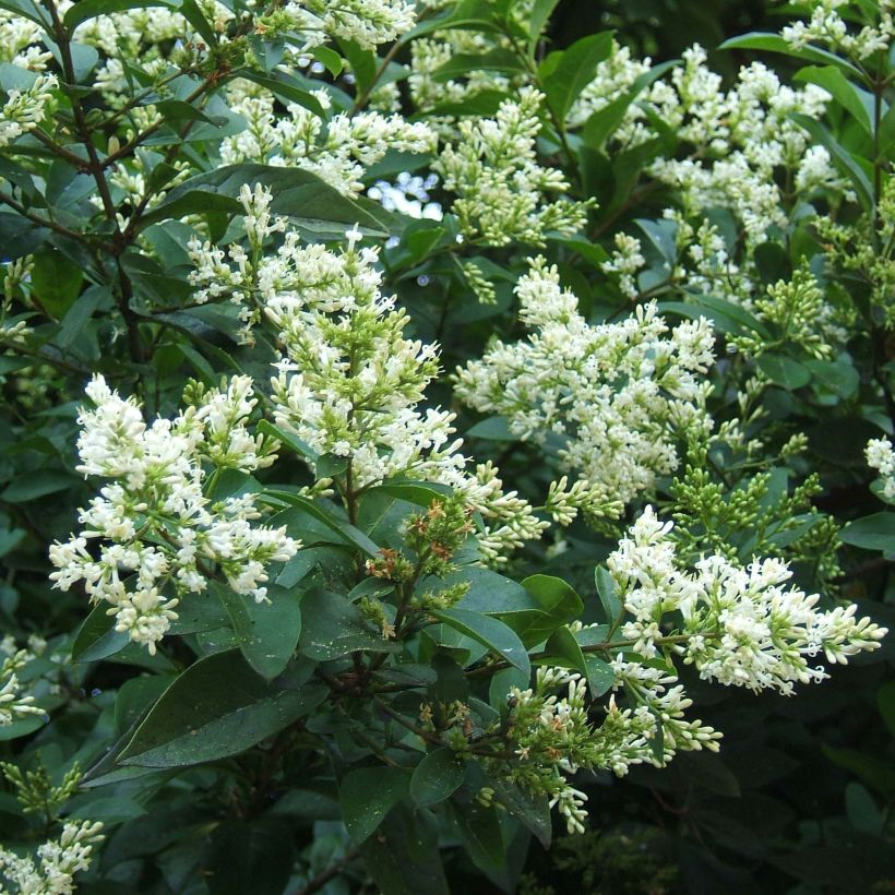 Ligustrum ovalifolium - Aligustre de California (Floración)