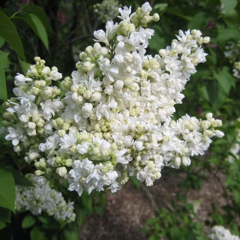 Lila Madame Lemoine - Syringa vulgaris (Floración)