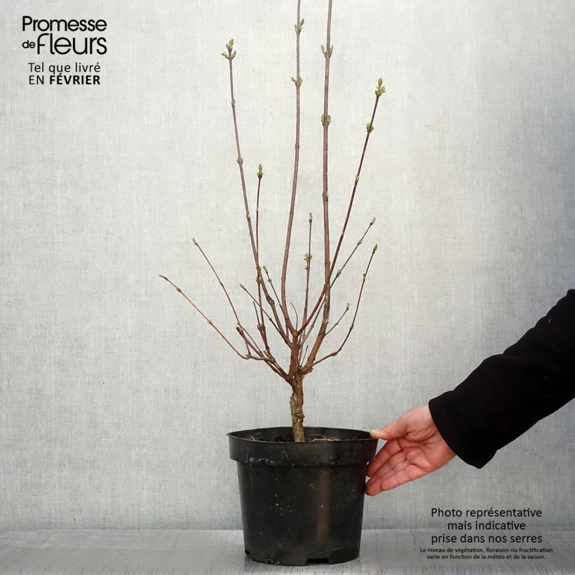 Lilas à feuilles pennées - Syringa pinnatifolia Pot de 4L/5L Ejemplar entregado en invierno