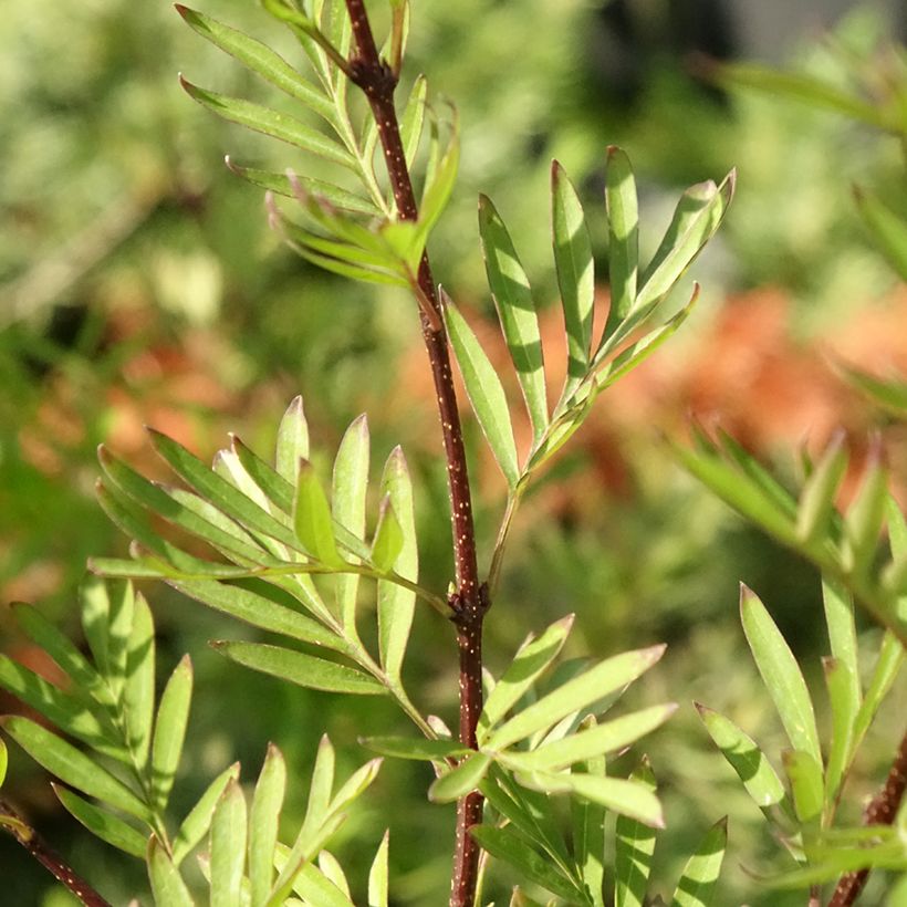 Syringa afghanica - Lila (Follaje)