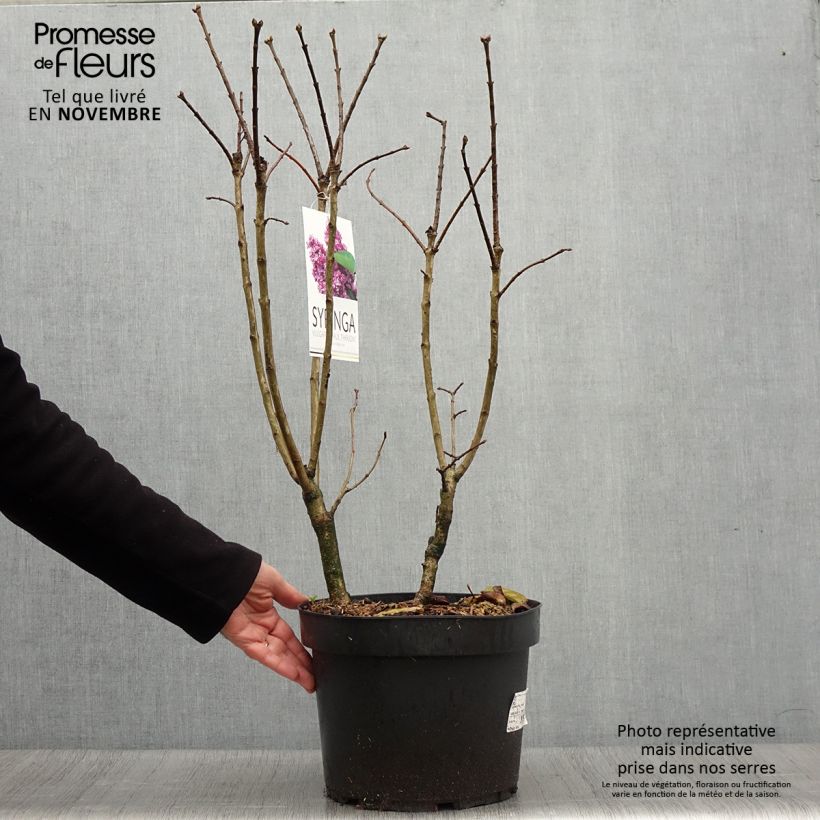 Ejemplar de Lilas commun - Syringa vulgaris Paul Thirion Pot de 7,5L/10L entregado en otoño