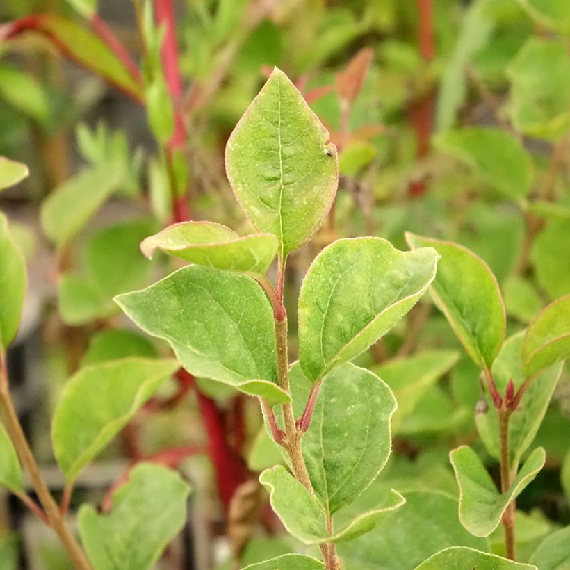 Lila Josée - Syringa velutina (Follaje)