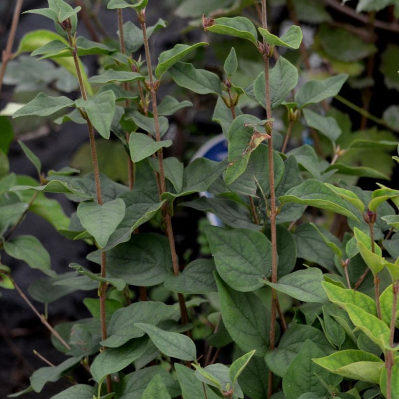 Lila Superba - Syringa microphylla (Follaje)