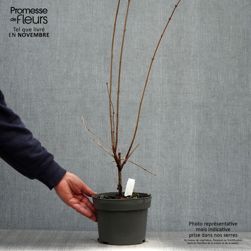 Ejemplar de Lilas de Chine - Syringa microphylla Superba en pot de 2/3L entregado en otoño