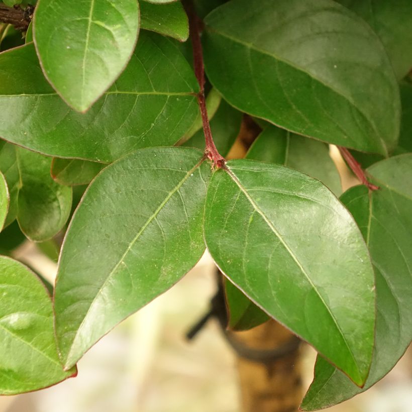 Árbol de Júpiter Berry Dazzle - Lagerstroemia indica (Follaje)