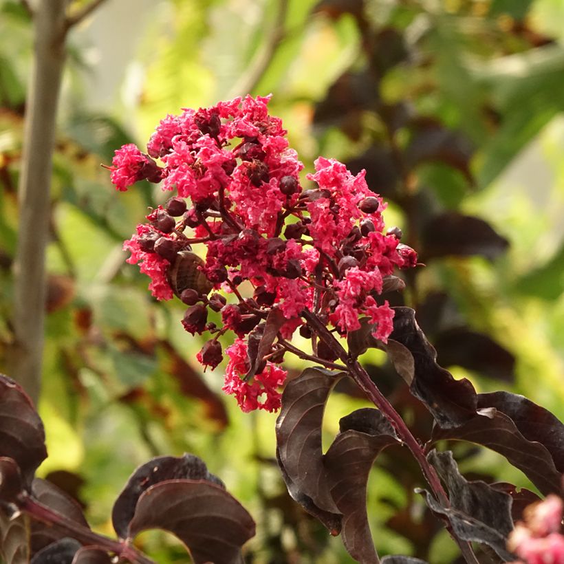 Árbol de Júpiter Black Solitaire Best Red - Lagerstroemia indica (Follaje)