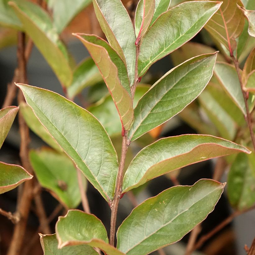 Árbol de Júpiter Enduring Lavender - Lagerstroemia indica (Follaje)